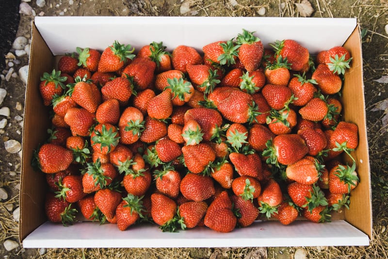 strawberry patch s-16