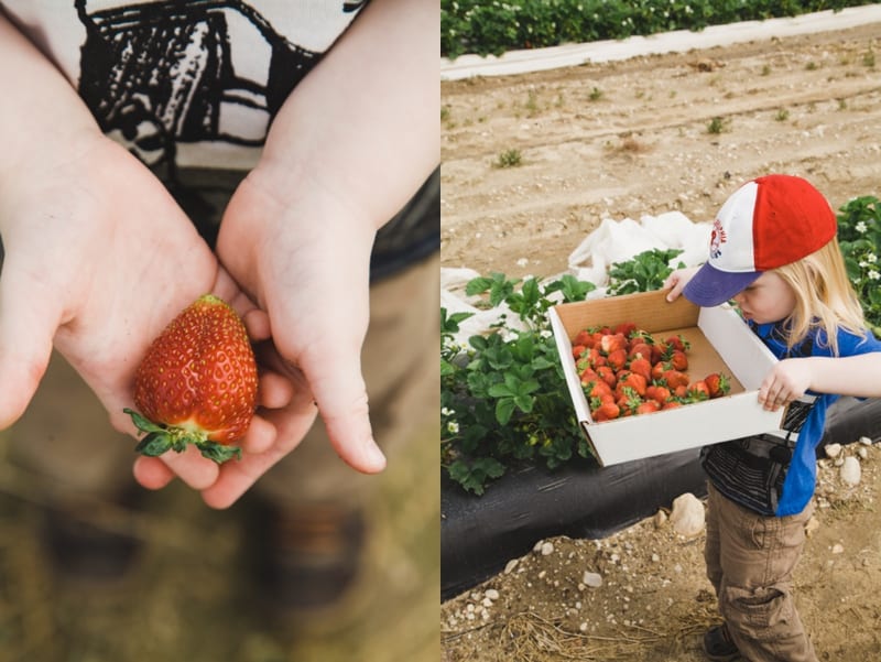 strawberry picking_0380