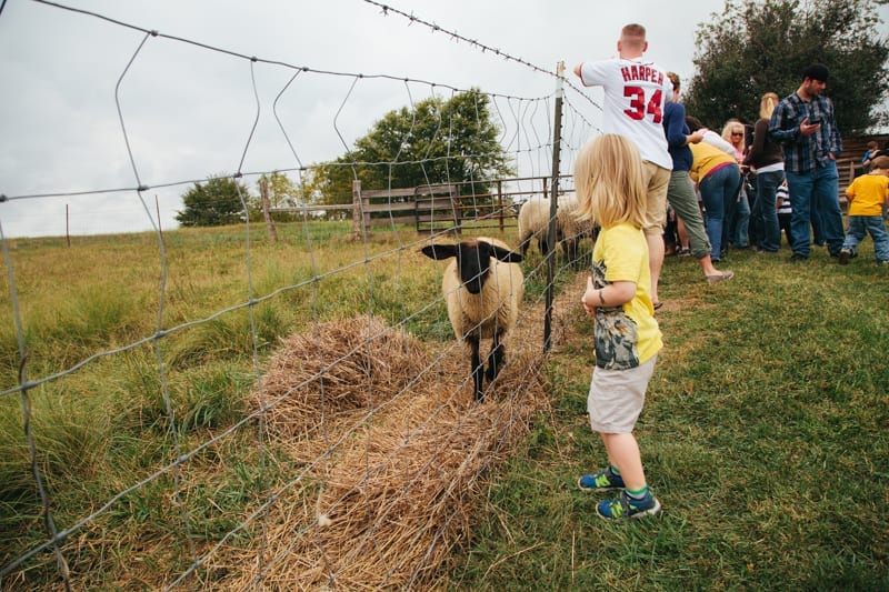 pumpkin patch trip pre k 3-11