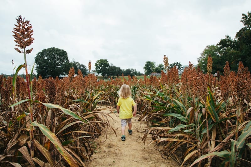 pumpkin patch trip pre k 3-23