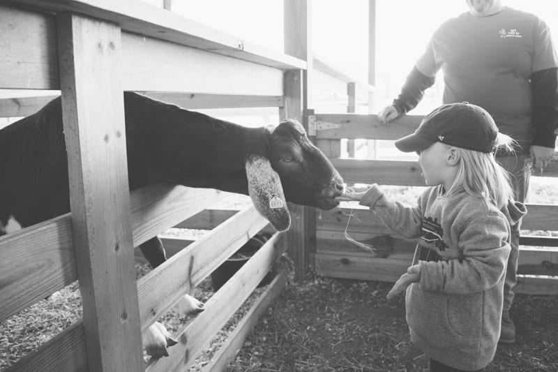bowles farm 2014-5-2