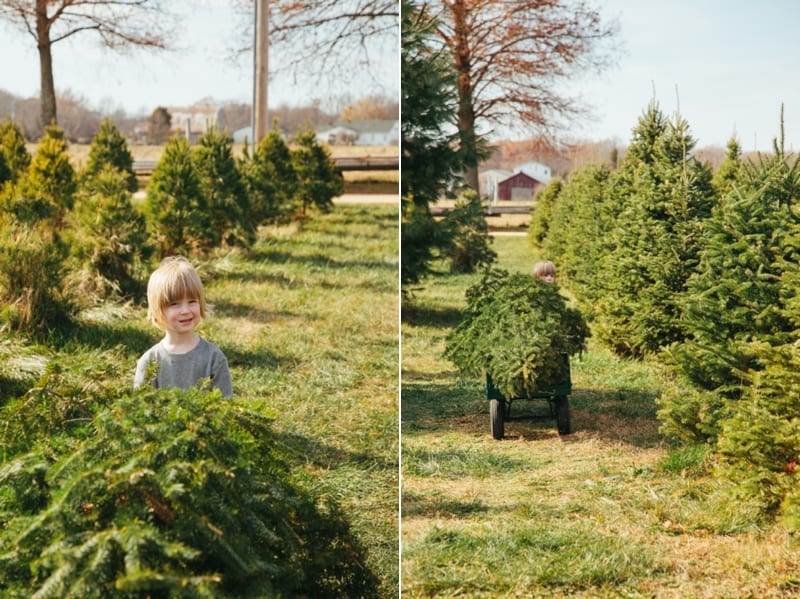 christmas tree farm_0801