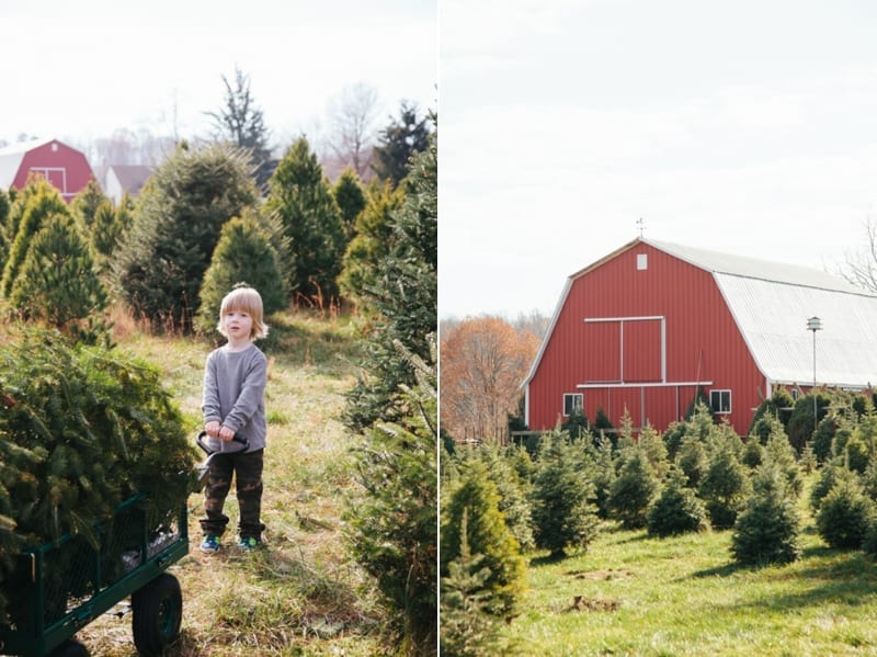 christmas tree farm_0802