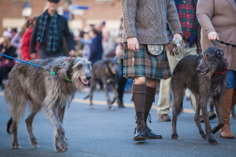 Scottish Walk Alexandria 2015-20