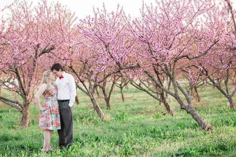 washington dc apple blossom engagement photography-11
